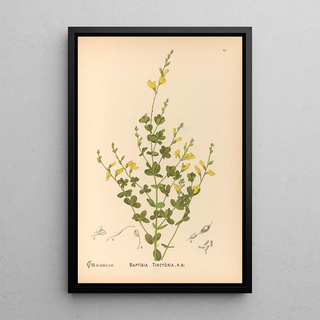 Charles Frederick Millspaugh - Medicinal Plants Pl145.webp