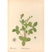 Riproduzione del dipinto Piante medicinali Pl148 - Charles Frederick Millspaugh