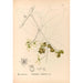 Piante medicinali Pl151 - Charles Frederick Millspaugh — vista dell’opera
