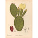 Piante medicinali Pl154 - Charles Frederick Millspaugh — vista dell’opera