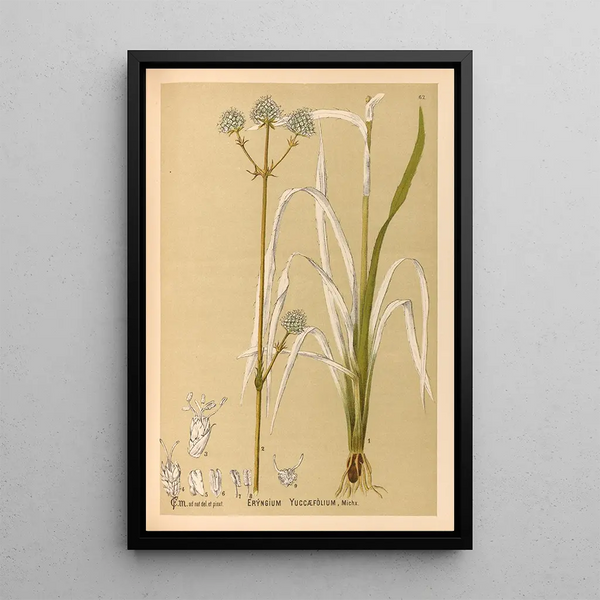 Charles Frederick Millspaugh - Medicinal Plants Pl155.webp