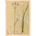 Riproduzione del dipinto Piante medicinali Pl155 - Charles Frederick Millspaugh