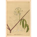 Riproduzione del dipinto Piante medicinali Pl160 - Charles Frederick Millspaugh