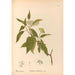Piante medicinali Pl166 - Charles Frederick Millspaugh — vista dell’opera
