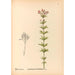Riproduzione del dipinto Piante medicinali Pl171 - Charles Frederick Millspaugh
