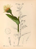 Heilpflanzen Pl. 174 - Charles Frederick Millspaugh — Ansicht des Kunstwerks
