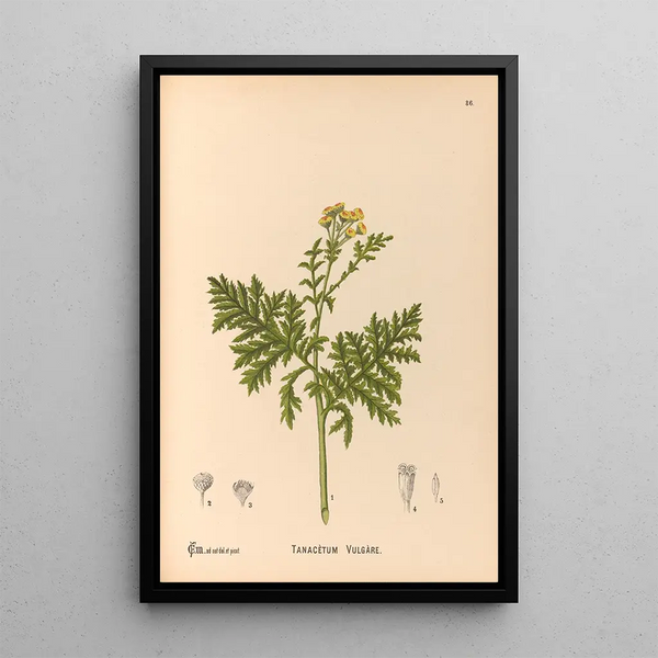 Charles Frederick Millspaugh - Medicinal Plants Pl179.webp