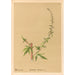 Riproduzione del dipinto Piante medicinali Pl180 - Charles Frederick Millspaugh