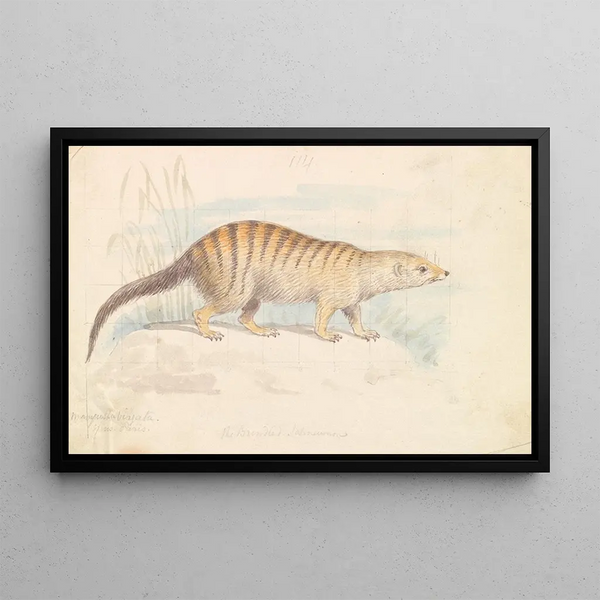 Charles Hamilton Smith - Banded Mongoose.webp