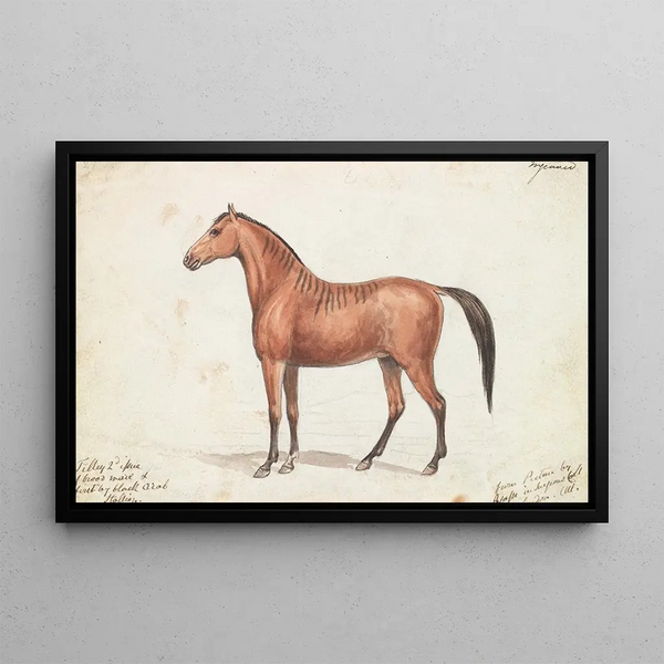Charles Hamilton Smith - Filley Bearing Marks of Quagga.webp
