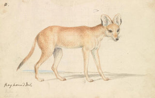 Charles Hamilton Smith - Greyhound Dhole.webp