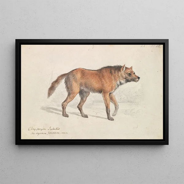 Charles Hamilton Smith - Maned Wolf.webp