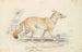 Renard cane pallido - Charles Hamilton Smith — vista dell’opera
