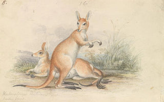 Charles Hamilton Smith - Red Kangaroos.webp