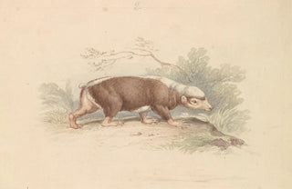 Charles Hamilton Smith - Sunda Stink Badger.webp