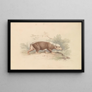 Charles Hamilton Smith - Sunda Stink Badger.webp