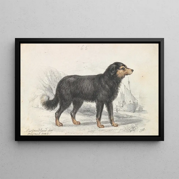 Charles Hamilton Smith - The Newfoundland Dog Original Breed.webp