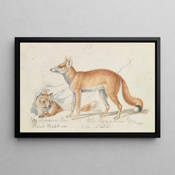 Charles Hamilton Smith - The Syrian Fox and The Egyptian Fox.webp