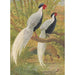 Reproduction of the painting Silver Chinese Kaleege Painting - Charles Robert Knight