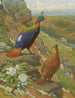 Himalayan Impeyan Pheasant - Charles Robert Knight — artwork view