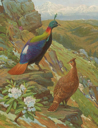 Charles Robert Knight - Himalayan Impeyan Pheasant.webp