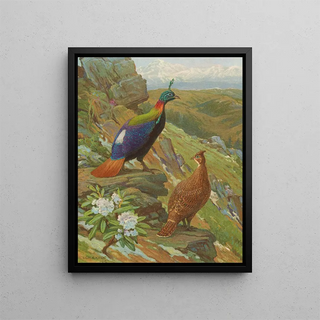 Charles Robert Knight - Himalayan Impeyan Pheasant.webp