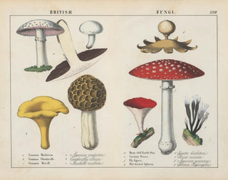 Charlotte Mary Yonge - British Fungi.webp
