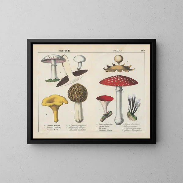 Fungi britanniques - Charlotte Mary Yonge — gerahmtes Bild an der Wand