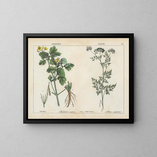 Pflanzen toxisch: Chélidoine und Wald-Kerbel - Charlotte Mary Yonge — gerahmtes Bild an der Wand