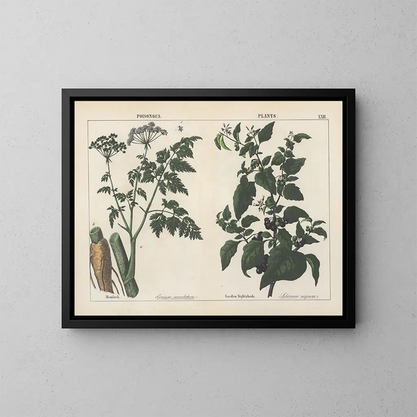Pflanzen toxisch: giftige und belladonna - Charlotte Mary Yonge — gerahmtes Bild an der Wand