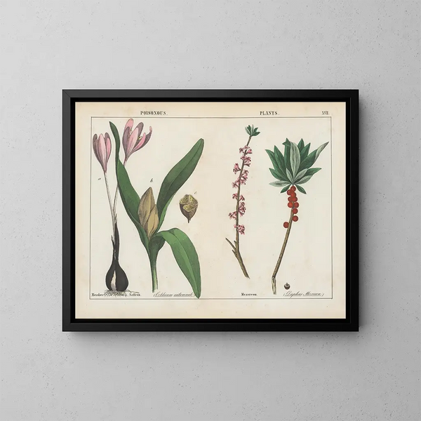 Pflanzen giftig: Herbstzeitlose und Daphne - Charlotte Mary Yonge — gerahmtes Bild an der Wand