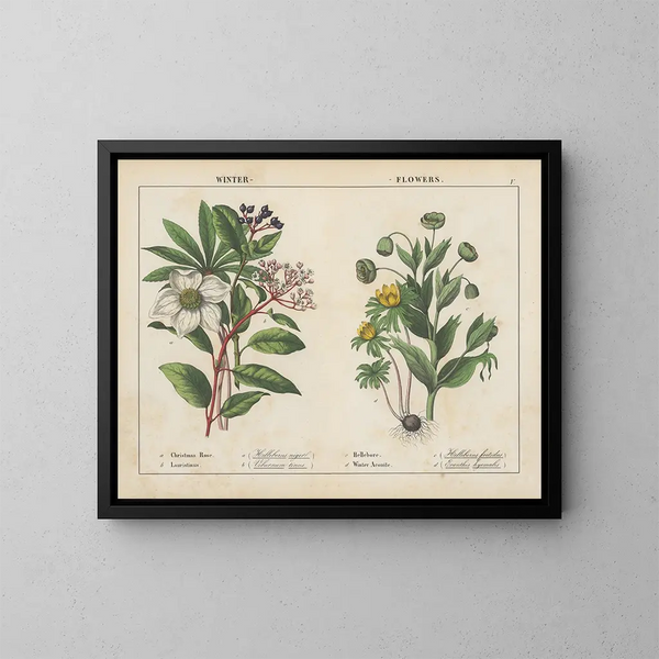 Winterblumen - Charlotte Mary Yonge — gerahmtes Bild an der Wand