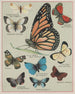 American Butterflies Pl2 - Chase Sanborn — artwork view