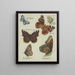 American Butterflies Pl4 - Chase Sanborn — framed artwork on a wall