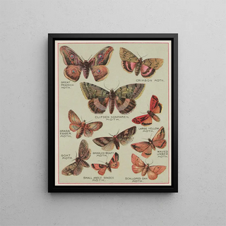 Chase Sanborn - Butterflies of America Pl6.webp