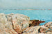 Insel der Enten - Childe Hassam — Ansicht des Kunstwerks