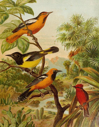 Christian Anton Goering - Die Nordamerikanische Vogelwelt pl31.webp