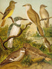 Le monde des oiseaux d'Amérique du Nord pl34 - Christian Anton Goering — vista dell’opera