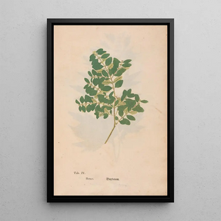 Christian Gottlieb Ludwig - Ectypa vegetabilium Pl004.webp