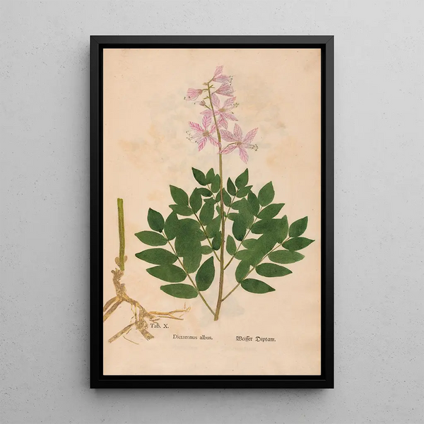 Christian Gottlieb Ludwig - Ectypa vegetabilium Pl010.webp