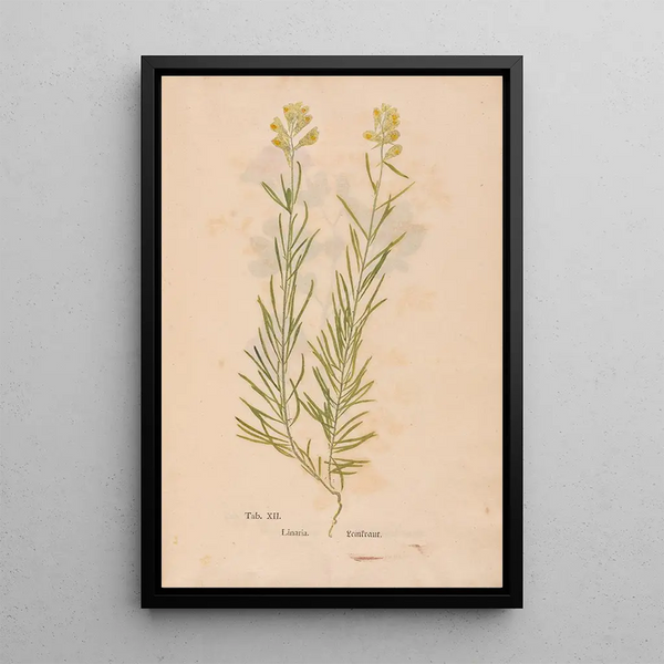Christian Gottlieb Ludwig - Ectypa vegetabilium Pl012.webp