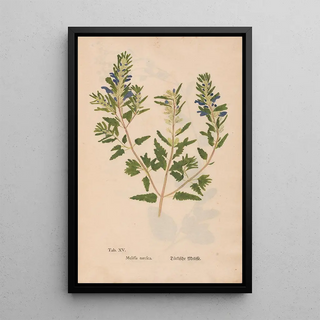 Christian Gottlieb Ludwig - Ectypa vegetabilium Pl015.webp