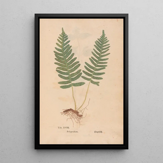 Christian Gottlieb Ludwig - Ectypa vegetabilium Pl018.webp