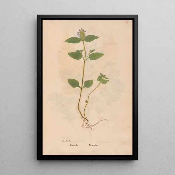 Christian Gottlieb Ludwig - Ectypa vegetabilium Pl019.webp