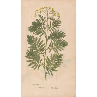 Christian Gottlieb Ludwig - Ectypa vegetabilium Pl022.webp