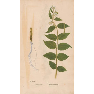 Christian Gottlieb Ludwig - Ectypa vegetabilium Pl025.webp
