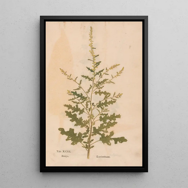 Ectypa vegetabilium Pl032 - Christian Gottlieb Ludwig — quadro incorniciato alla parete