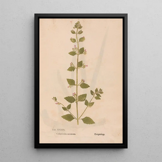 Christian Gottlieb Ludwig - Ectypa vegetabilium Pl033.webp