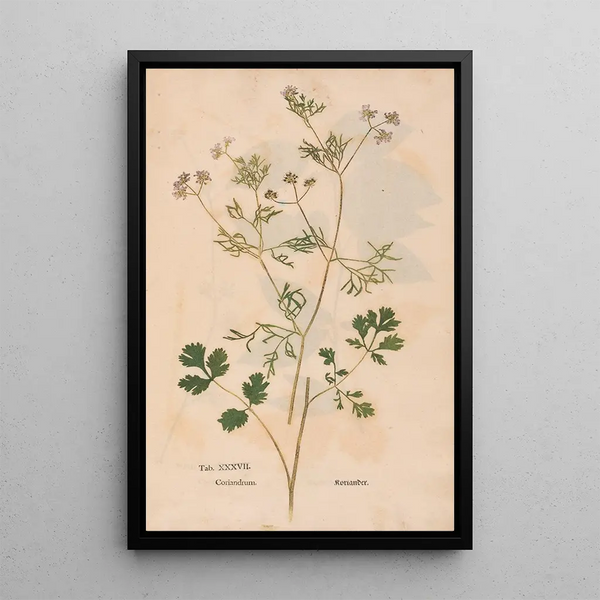 Ectypa vegetabilium Pl037 - Christian Gottlieb Ludwig — quadro incorniciato alla parete