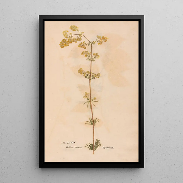 Ectypa vegetabilium Pl039 - Christian Gottlieb Ludwig — quadro incorniciato alla parete